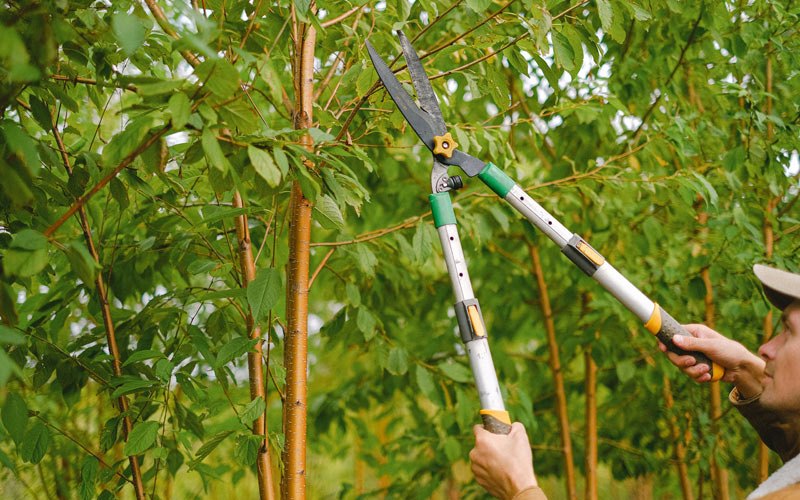 Tree trimming in Morrowville, KS